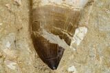 Fossil Mosasaur Tooth And Jaw - Morocco #113117-2